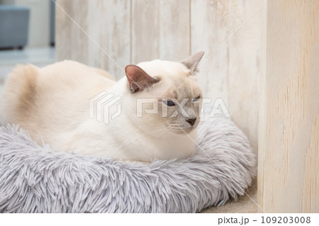 室内飼いの猫 猫カフェ イメージ 室内飼いの猫 猫カフェ イメージ 109203008