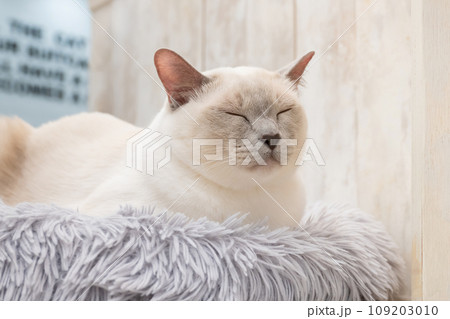 室内飼いの猫　猫カフェ　イメージ 109203010