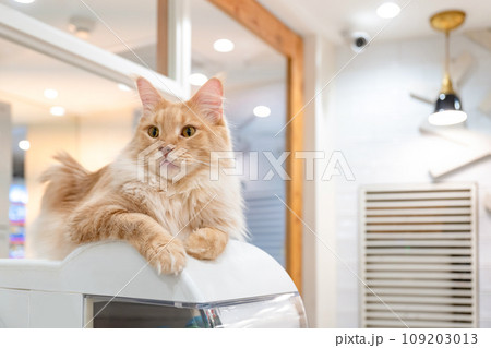 室内飼いの猫　猫カフェ　イメージ 109203013
