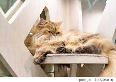 室内飼いの猫　猫カフェ　イメージ 109203016