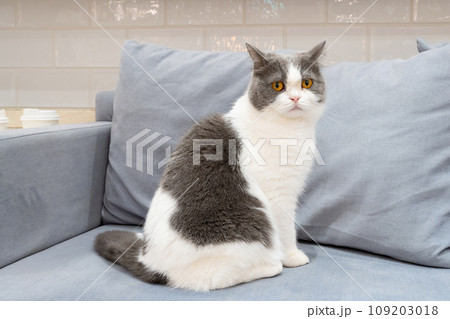 室内飼いの猫　猫カフェ　イメージ 109203018
