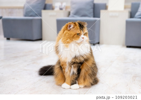 室内飼いの猫　猫カフェ　イメージ 109203021