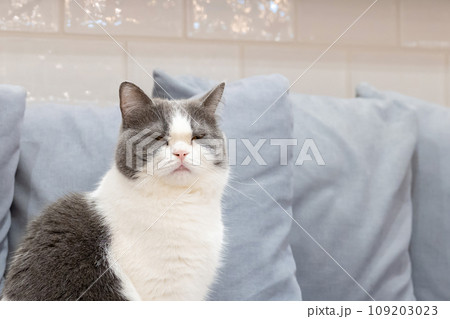 室内飼いの猫　猫カフェ　イメージ 109203023