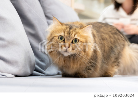 室内飼いの猫 猫カフェ イメージ 室内飼いの猫 猫カフェ イメージ 109203024
