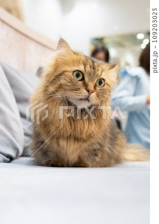 室内飼いの猫　猫カフェ　イメージ 109203025