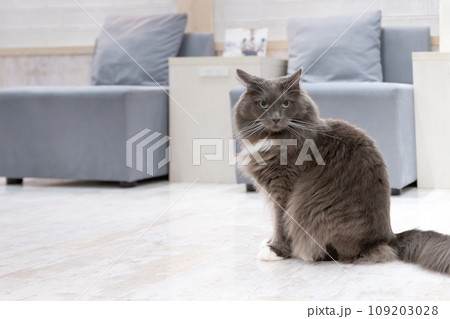 室内飼いの猫　猫カフェ　イメージ 109203028