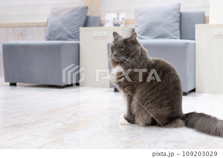 室内飼いの猫　猫カフェ　イメージ 109203029