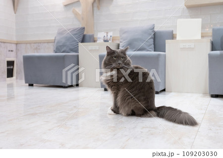 室内飼いの猫　猫カフェ　イメージ 109203030