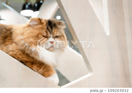 室内飼いの猫　猫カフェ　イメージ 109203032