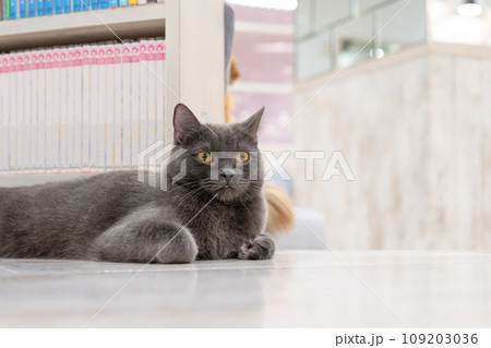 室内飼いの猫　猫カフェ　イメージ 109203036