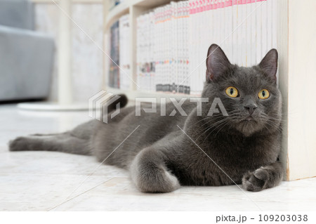 室内飼いの猫　猫カフェ　イメージ 109203038