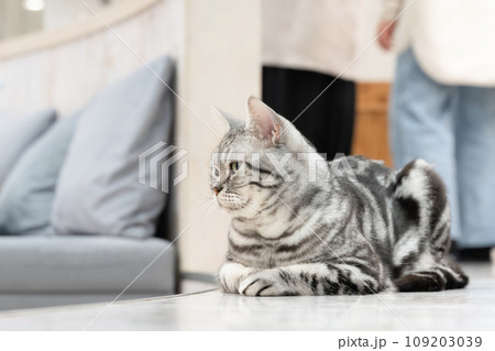 室内飼いの猫　猫カフェ　イメージ 109203039