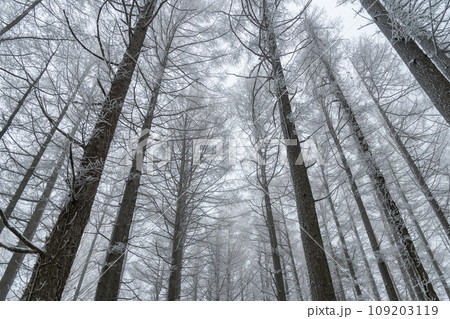 カラマツの霧氷 カラマツの霧氷 109203119