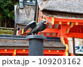 熊野神社の八咫烏 109203162