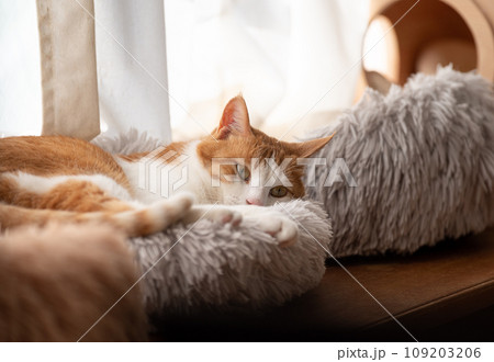 くつろぐ猫　茶トラ白 109203206