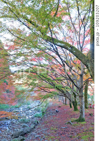 大寧寺の紅葉 109203207