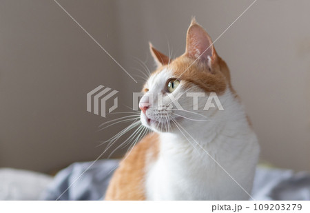 見つめる猫 茶トラ白 見つめる猫 茶トラ白 109203279