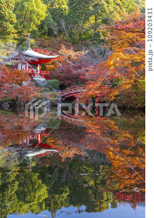秋の京都　醍醐寺　紅葉に包まれた弁天堂のリフレクション（林泉） 109203431