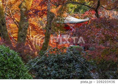 秋の京都　醍醐寺　紅葉に包まれた弁天堂（林泉） 109203436