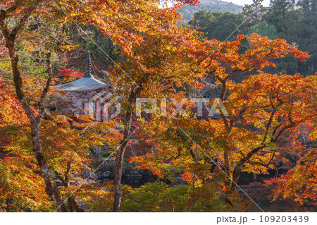 秋の京都　醍醐寺　紅葉に包まれた弁天堂（林泉） 109203439