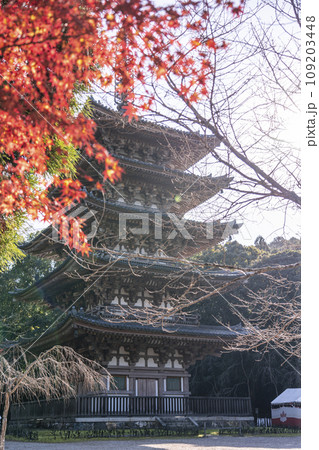 秋の京都 醍醐寺 紅葉と五重塔 秋の京都 醍醐寺 紅葉と五重塔 109203448
