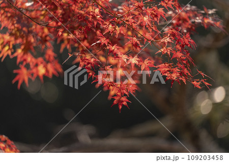 秋の京都　醍醐寺境内　真っ赤に色づいたモミジ 109203458