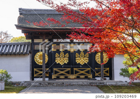 秋の京都 醍醐寺 紅葉と三宝院唐門 秋の京都 醍醐寺 紅葉と三宝院唐門 109203469