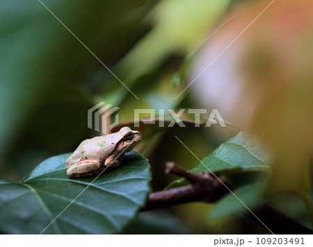 11月にハクサンボクの葉で休むアマガエル 11月にハクサンボクの葉で休むアマガエル 109203491