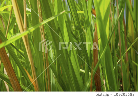 Green grass on the field 109203588