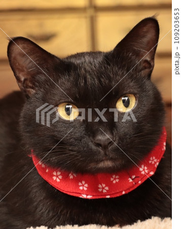 黒猫の顔のクローズアップ 109203653