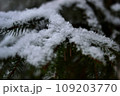 Snow-covered fir branch 109203770