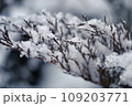 Macro shot of a snow-covered fir branch 109203771