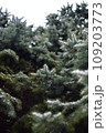 The magic of a snow-covered fir branch 109203773