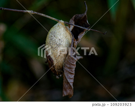 ヤママユガ科ウスタビガの繭 109203923