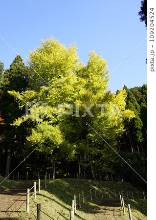 岡山県勝田郡奈義町にある浄土宗の寺「菩提寺」の大イチョウ 岡山県勝田郡奈義町にある浄土宗の寺「菩提寺」の大イチョウ 109204524