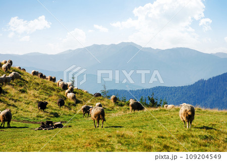 sheep herd on the grassy slopes and meadows. mountains of chornohora ridge in the distance. sunny weather in late summer sheep herd on the grassy slopes and meadows. mountains of chornohora ridge in the distance. sunny weather in late summer 109204549