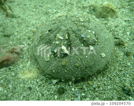 海の砂地に生息するウニの仲間のタコノマクラ 海の砂地に生息するウニの仲間のタコノマクラ 109204570