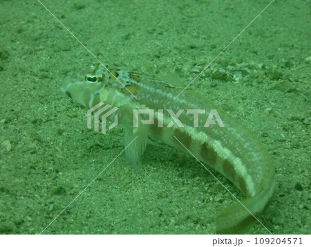 海の砂地に生息するトラギス属の魚 109204571