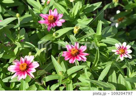 ヒャクニチソウ（百日草） 109204797