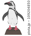 African penguin Magellanic Humboldt Galapagos. 109204850