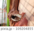 カミキリムシがぶどうの木に穴をあけた 109204855