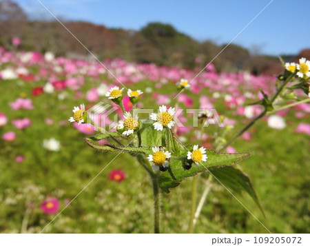 ハキダメギク(掃溜菊)の花 ハキダメギク(掃溜菊)の花 109205072