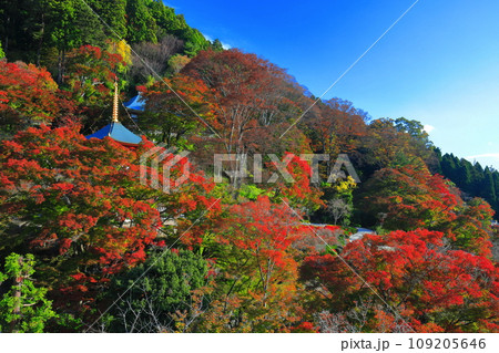 【大阪府】晴天の勝尾寺の多宝塔と紅葉 【大阪府】晴天の勝尾寺の多宝塔と紅葉 109205646