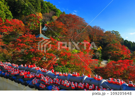 【大阪府】晴天の勝尾寺の多宝塔と紅葉 109205648