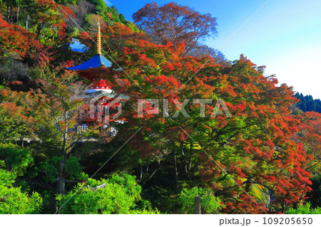 【大阪府】晴天の勝尾寺の多宝塔と紅葉 【大阪府】晴天の勝尾寺の多宝塔と紅葉 109205650