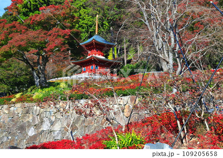 【大阪府】晴天の勝尾寺の多宝塔と紅葉 109205658