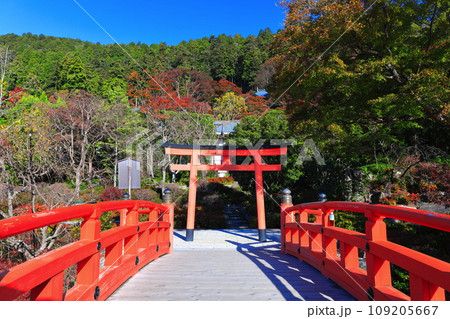 【大阪府】晴天の勝尾寺の弁天堂と紅葉 109205667