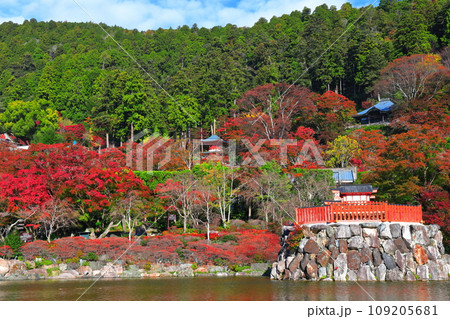 【大阪府】晴天の勝尾寺の弁天堂と紅葉 109205681