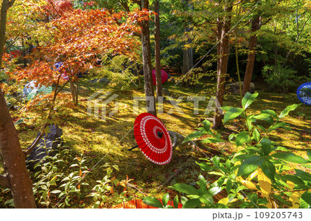 秋の京都 毘沙門堂勝林寺 美しい紅葉の境内 秋の京都 毘沙門堂勝林寺 美しい紅葉の境内 109205743