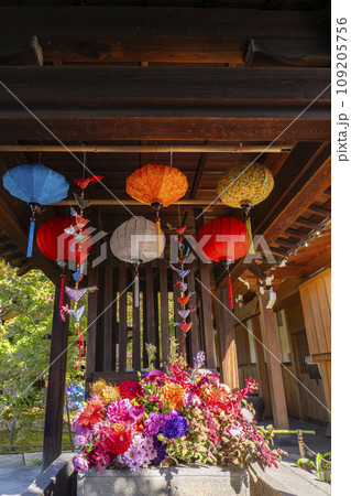 秋の京都　毘沙門堂勝林寺　花手水 109205756